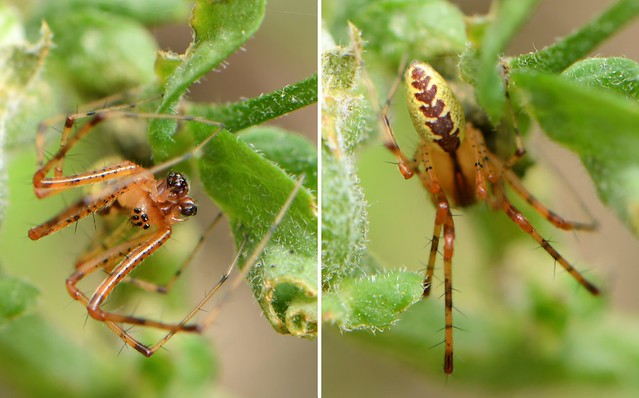 Hammock Spider (Pityohyphantes) on Wild Sweetpea