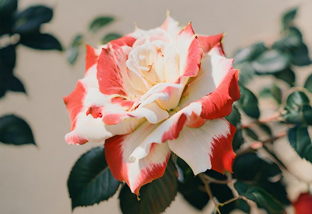 white and red rose