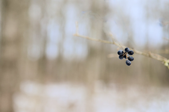 Black Currant Berries in Winter