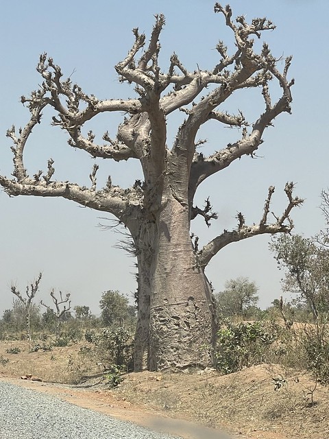 Baobab Tree, Alkaleri, Bauchi State, Nigeria