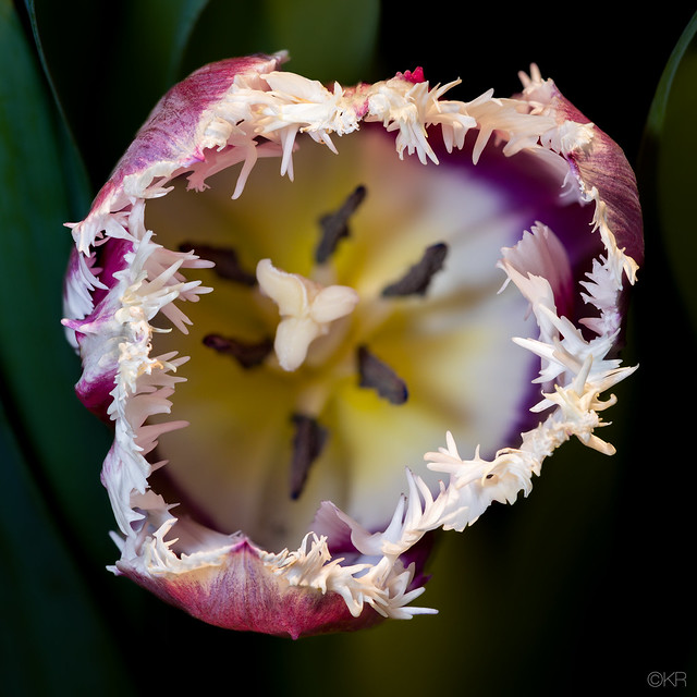 Not a monster, just a tulip that may look a bit scary.