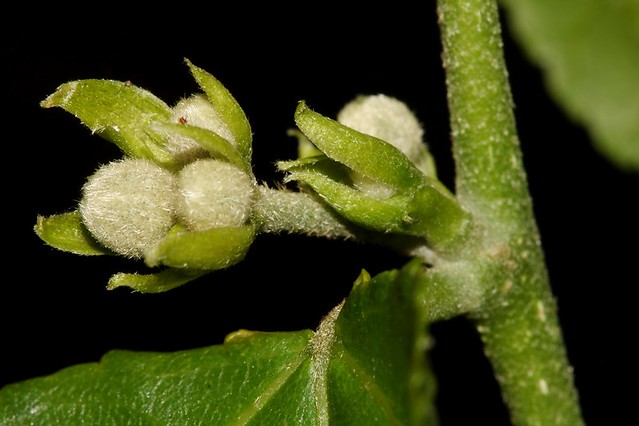 Grewia oxyphylla