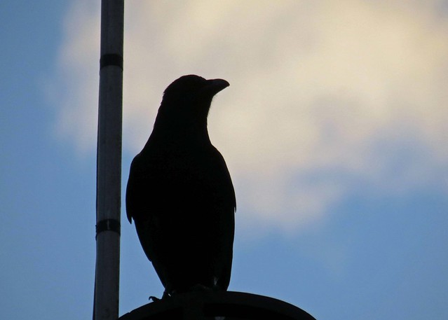 03Nov23 Bird Silhouete