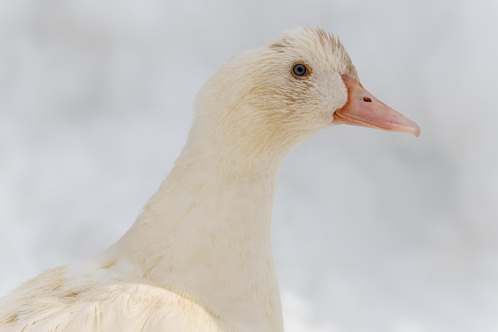 white duck in snowy environment