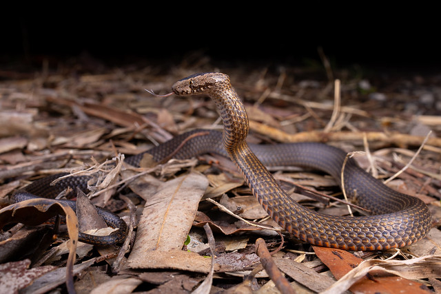 Golden Crowned Snake - Cacophis squamulosus
