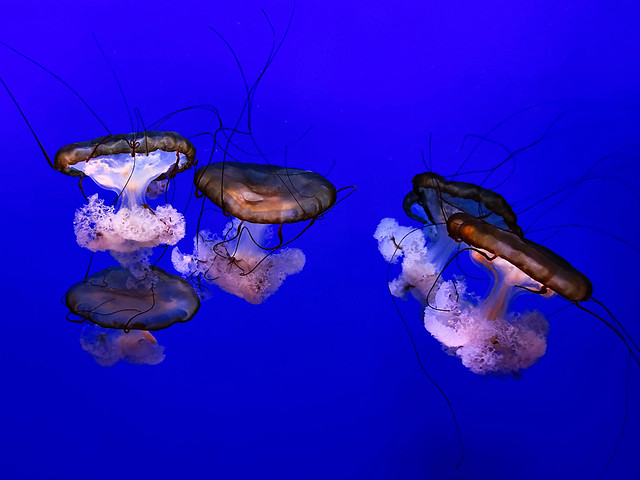 Brown Jellyfish.