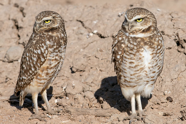 Burrowing Owl-3970