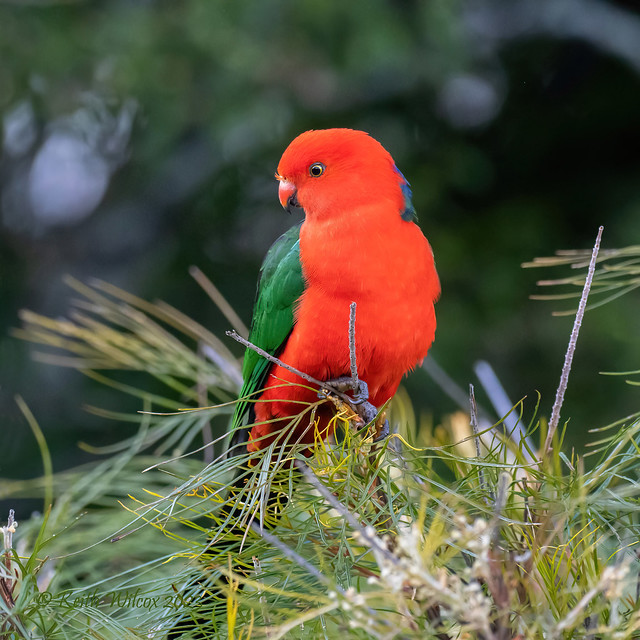 Australian King Parrot (Alisterus scapularis Ssp scapularis) male