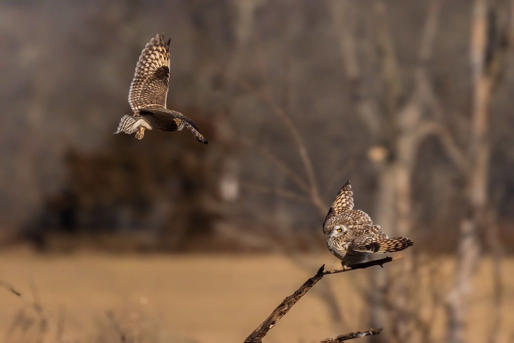 Short-eared Owl (explored 2/17/24)