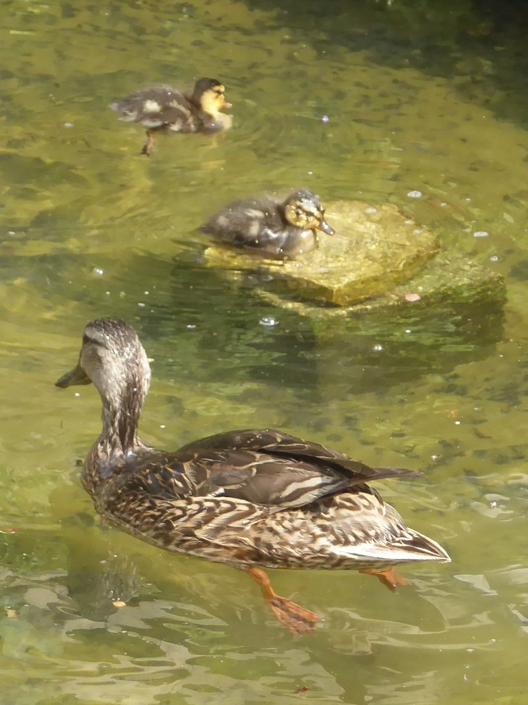 Lombard, IL, Lilacia Park, Mama Duck and Two Ducklings
