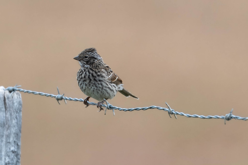 Juvenile Rufous-Collared Sparrow