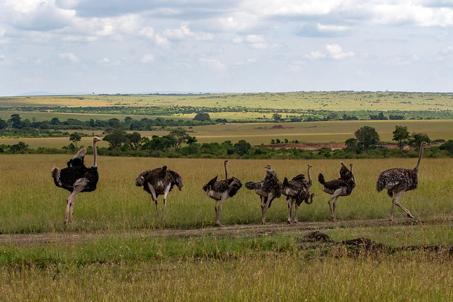 Ostrich family, Masai Mara