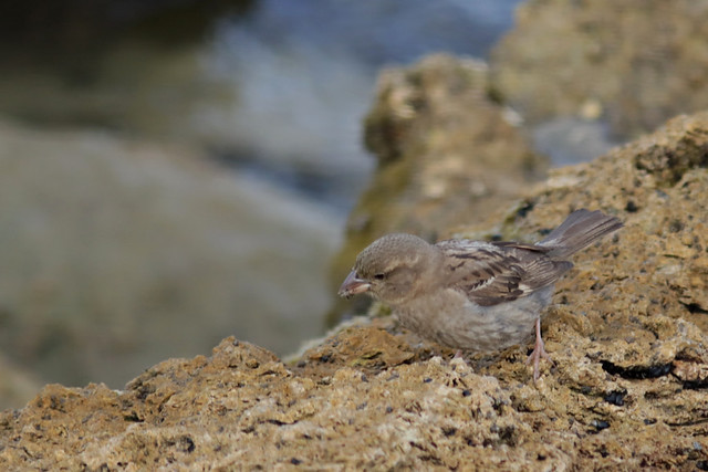 Rock sparrow