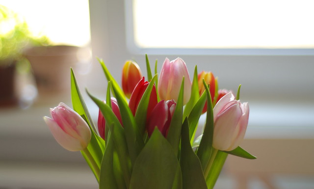 Spring at the window