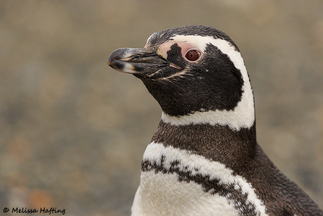 Magellanic Penguin (Spheniscus magellanicus) - Martillo Island, AR