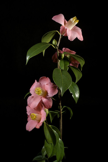 Camellia japonica 'Izumo-no-okuni 出雲阿国' L., Sp. Pl. 2: 698 (1753)