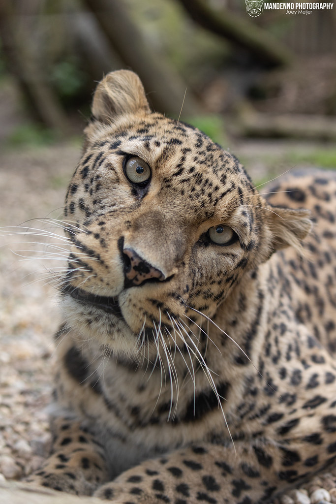 Persian Leopard - Zoo Jihlava