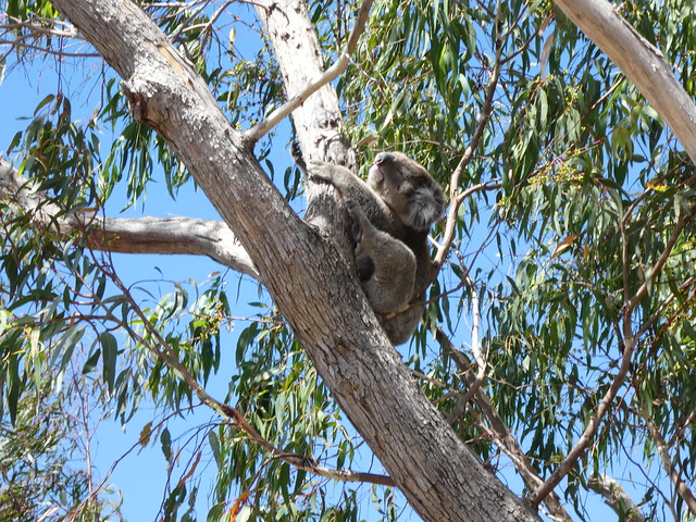 Koala, Flinders Chase National Park