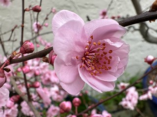 Flowering Plum blossoms
