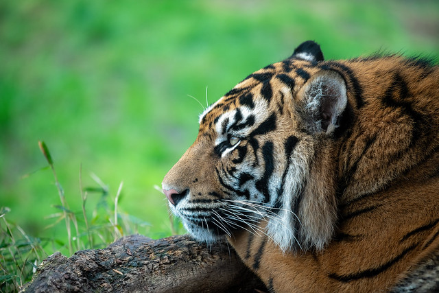Tiger at London zoo