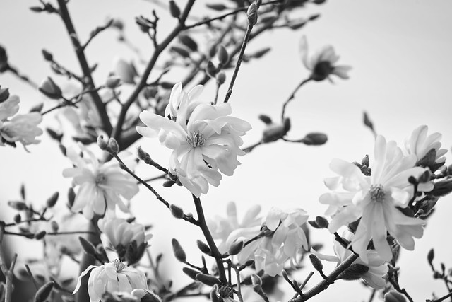 Floral Friday Star Magnolias