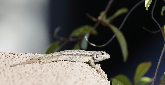 1DX34280 View Large. Fence Lizard. Backyard. Corona California
