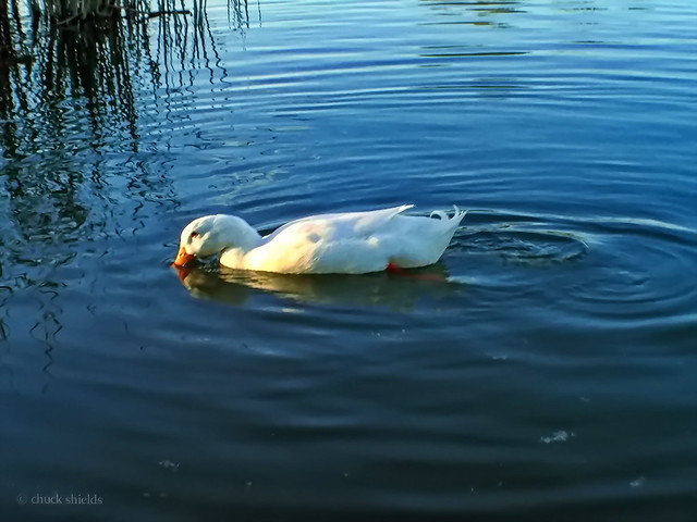 American Pekin duck