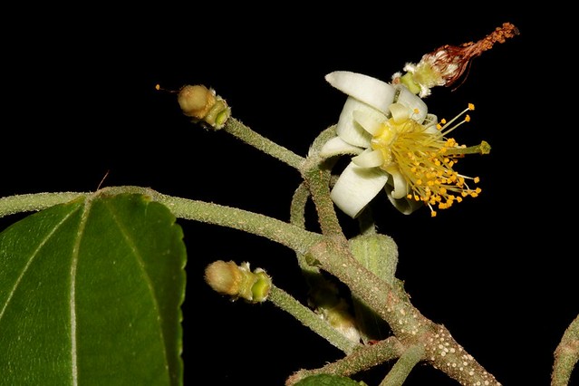 Grewia oxyphylla