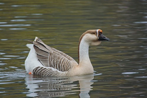 Big goose