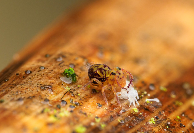 Springtail moulting