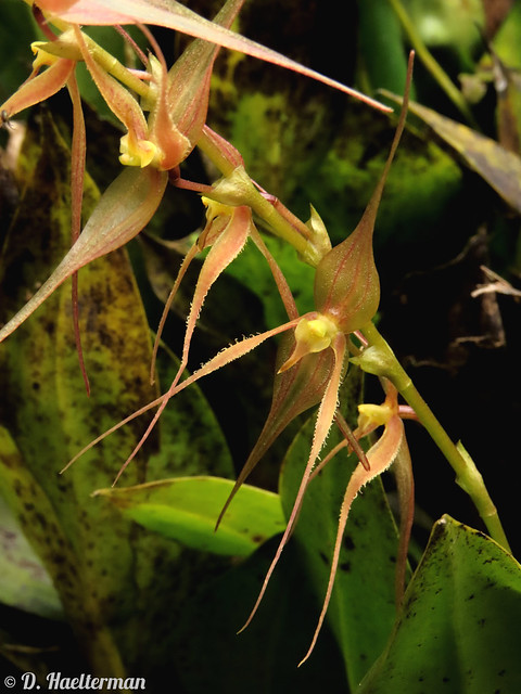 Two varieties (see also former pic) of  Pleurothallis phalangifera  in situ during an EXCEPTIONAL 14 DAYS TOUR I guided for the French Orchid Federation with Nature Experience Tolima Biodiversa Expediciones  (235 WILD ORCHID SPECIES BLOOMING) in Colombia.
