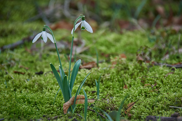 Snowdrops - a touch of spring