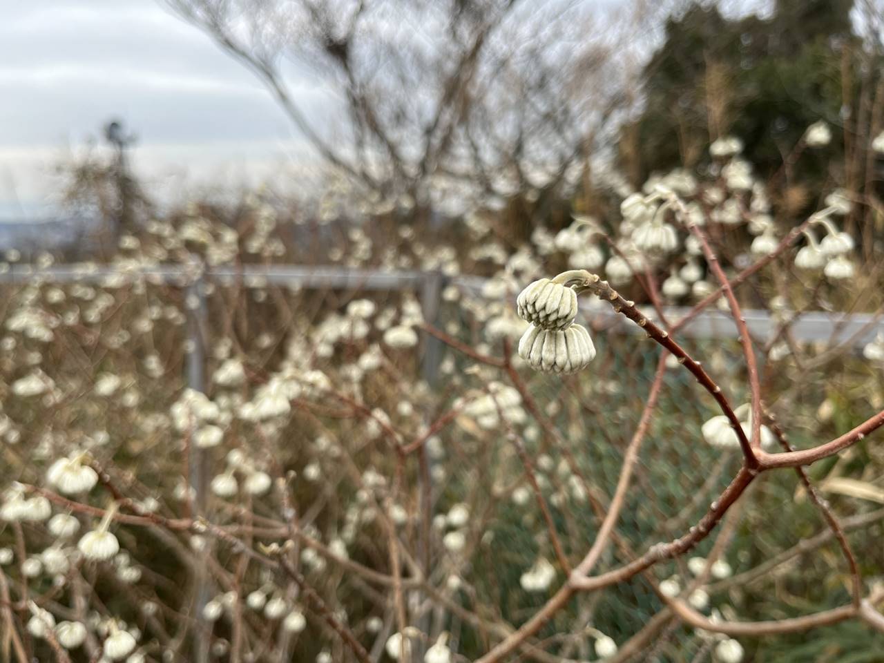 【三浦半島】大楠山登山 山頂に咲いていた開花前のミツマタ