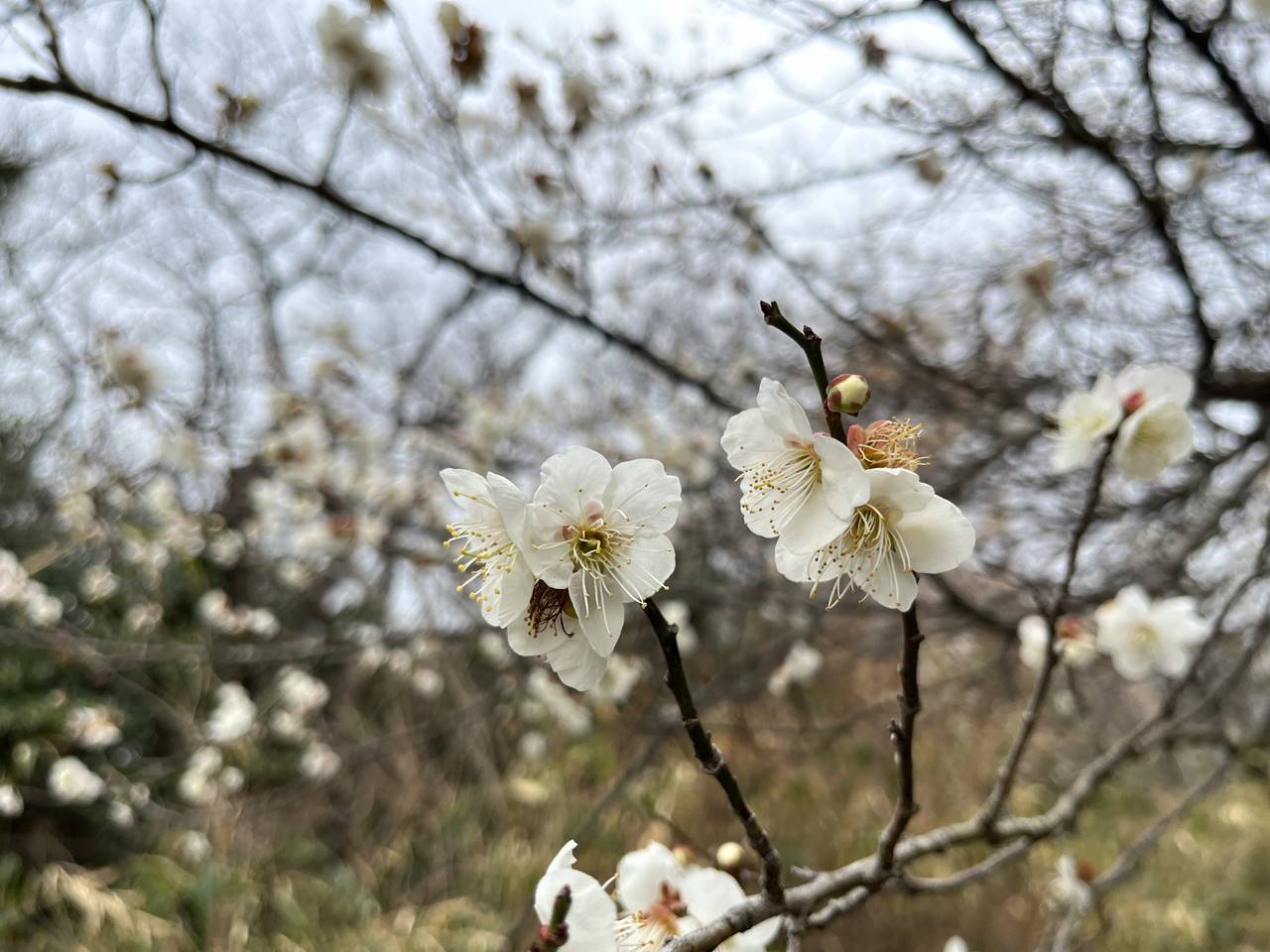 【三浦半島】大楠山 河津桜と梅が咲く2月の登山