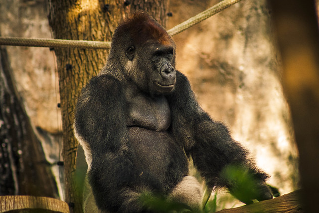 Natural Wonders: Gorilla