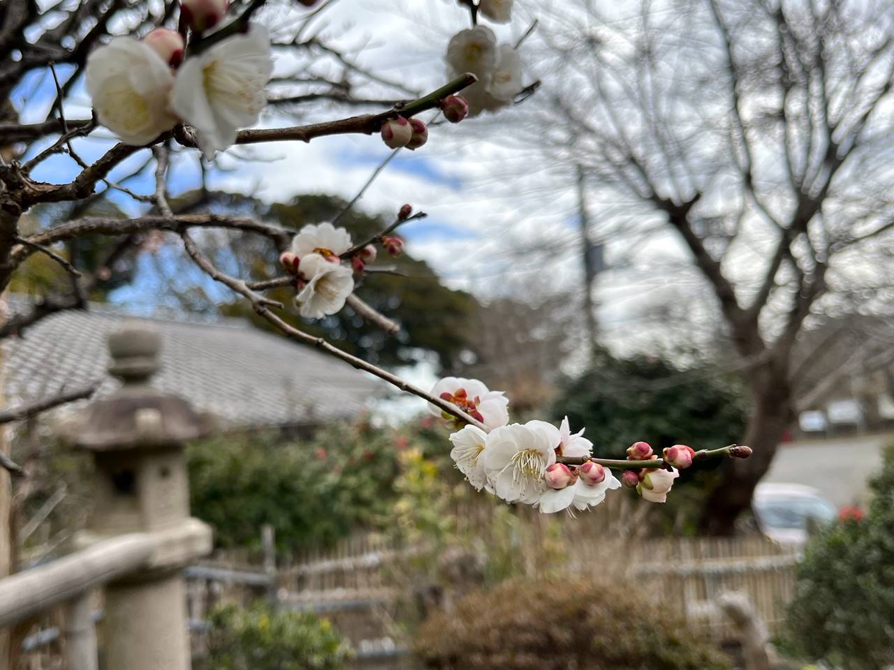 【三浦半島】武山ハイキング 山頂で咲いていた梅の花