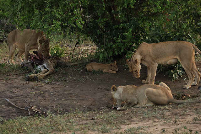 Lions - Chobe NP