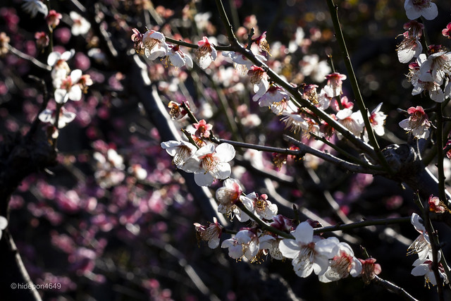 Enchanting Plum Blossoms Adorned by the Breath of Spring