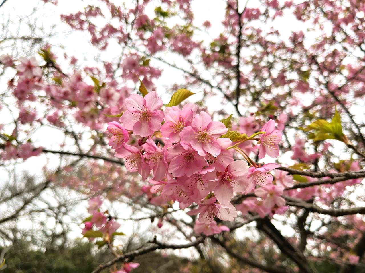 【三浦半島】大楠山 河津桜と梅が咲く2月の登山