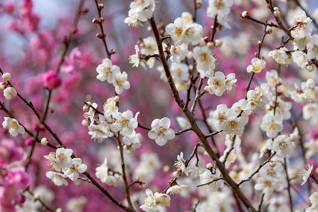 Plum Blossoms in Full Bloom