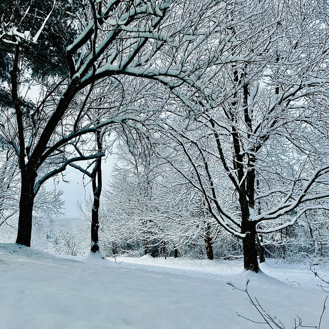 Winter Morning Snow - 17 February 2024