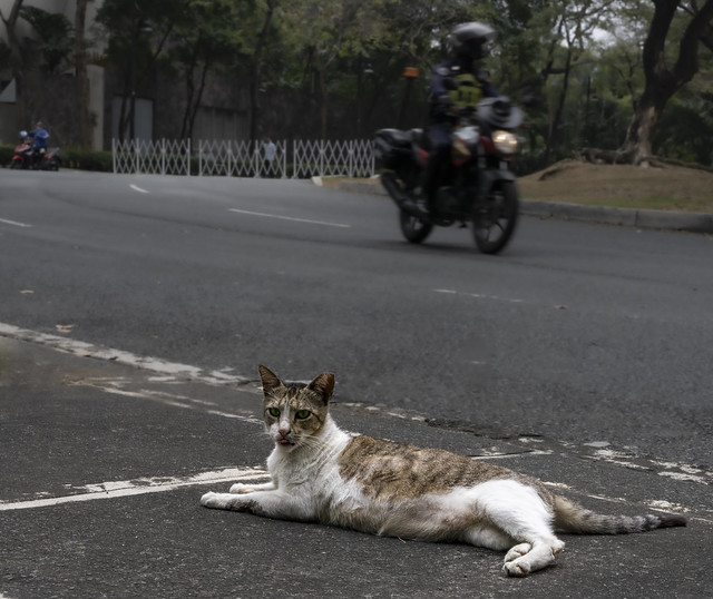 Manila Street Cat