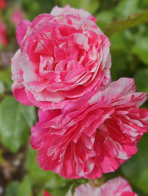 Pink and white Rose, Adelaide Botanic Garden.