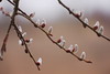 a close up of a branch of a tree with buds