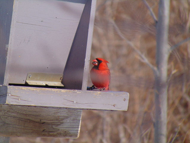 Northern cardinal eating (2)