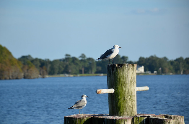 Gull- Laughing Gull (Nonbreeding Adult), North Carolina, Edenton Bay