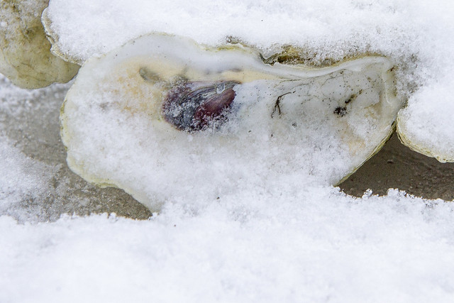 Oyster in the Snow