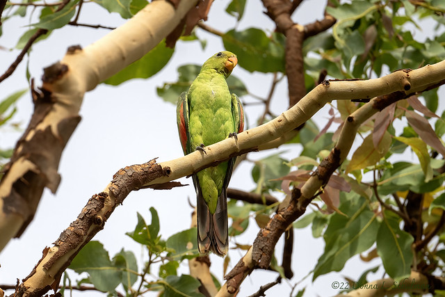 Pine Creek, NT: Red-winged Parrot (6579)