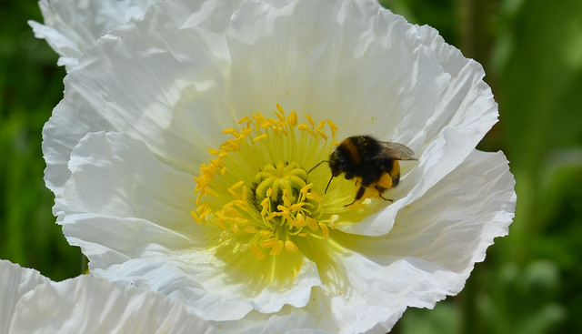 Bee in a Poppy