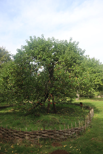 Newton's Apple tree